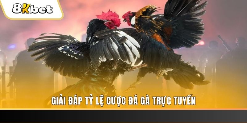 taigo88 ga choi cau thanh